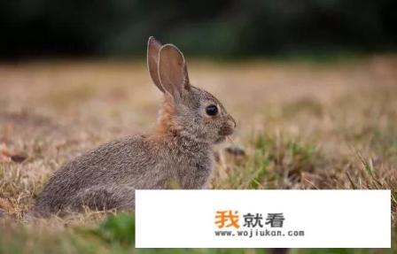 养殖5只兔子利润？