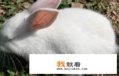 养殖5只兔子利润？