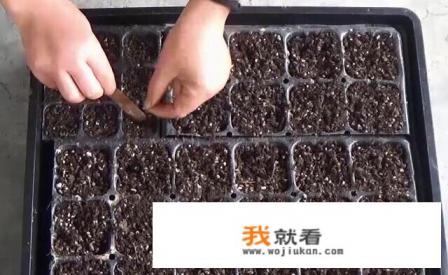 菠菜种植的时间和方法？