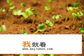 菠菜种植的时间和方法？