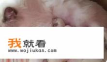 怎么判断猫咪是否怀孕？