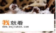 怎么判断猫咪是否怀孕？
