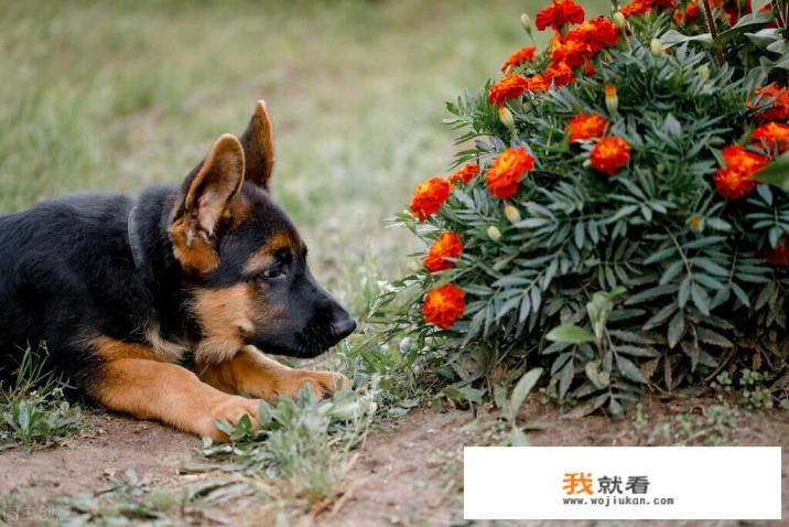 怎么判断猫咪是否怀孕？