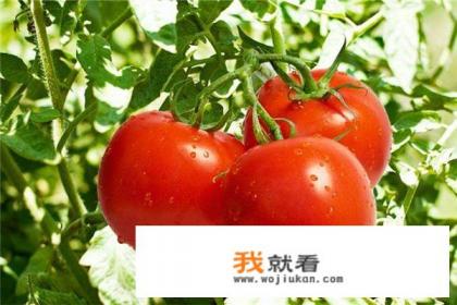 番茄的做法？