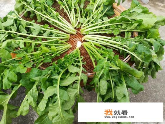 水泡酸菜的腌制方法？
