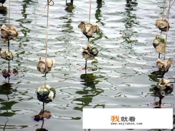 海鲜牡蛎做法? 海鲜牡蛎做法?