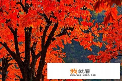 柿子功效与作用？