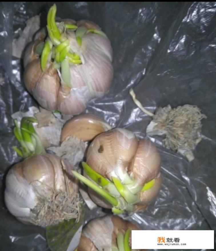 盆栽像蒜苗的叫什么？