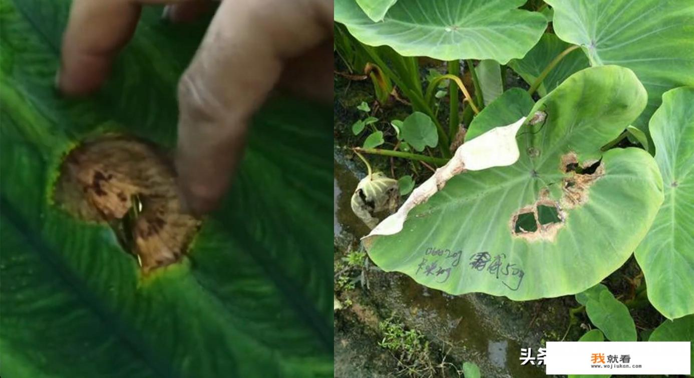 芋头溃疡病怎样预防和根活？