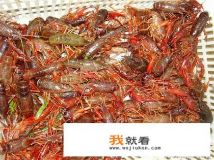 怎么把龙虾洗干净？