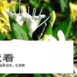 金银花泡茶喝有什么好处？