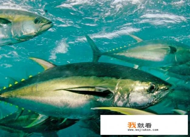 怀孕必须吃DHA吗。不吃会不会怎么样？