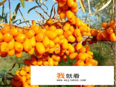 哪些是沙棘的作用与功效？哪位能说说看？