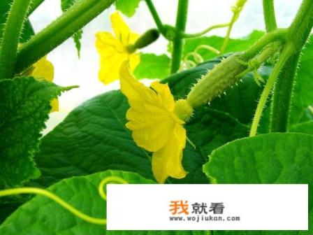 月子里可以吃哪些蔬菜？