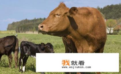 家禽家畜都有哪些？