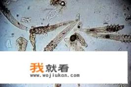 脸上痘痘、黑头超级多？还反反复复的，脸都要毁掉了，这都是螨虫的问题吗？