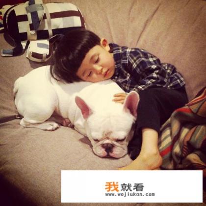 养宠物如何保持家里干净？