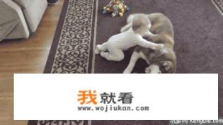 养宠物如何保持家里干净？