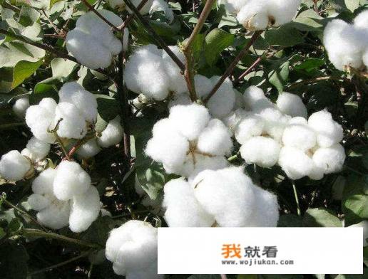 棉花被的优缺点有哪些？
