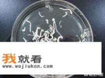 裂头蚴是怎样进入人脑的呢？如何预防呢？