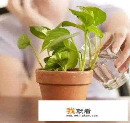 磁化水浇花起什么作用？