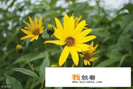 洋姜的功效与作用及禁忌是什么？