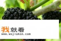 桑葚酒自酿制方法？