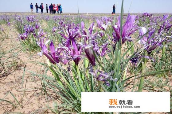 5月份下半月去内蒙古旅行，这个时候的草原绿草长好了没有？
