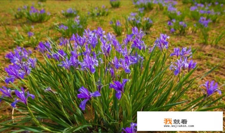 5月份下半月去内蒙古旅行，这个时候的草原绿草长好了没有？