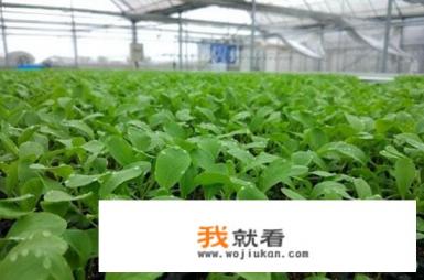 毛青菜怎么种植？