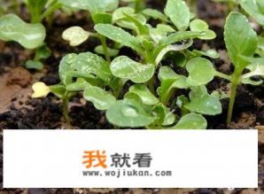 毛青菜怎么种植？