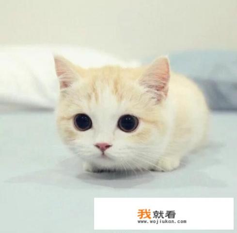 猫咪语言翻译器是真的吗？