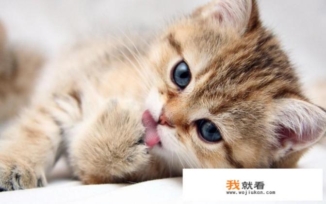 猫咪语言翻译器是真的吗？