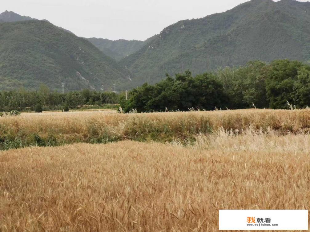 丰度787玉米种子和荣玉88哪个好？