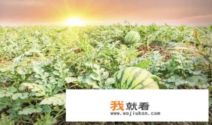 立秋为什么不吃豆腐？