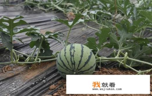 立秋为什么不吃豆腐？
