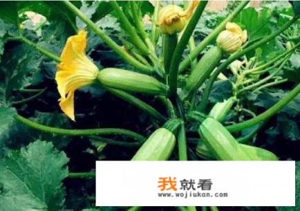 冬瓜，西瓜，南瓜都有，有谁见过北瓜的发图片让我看看？