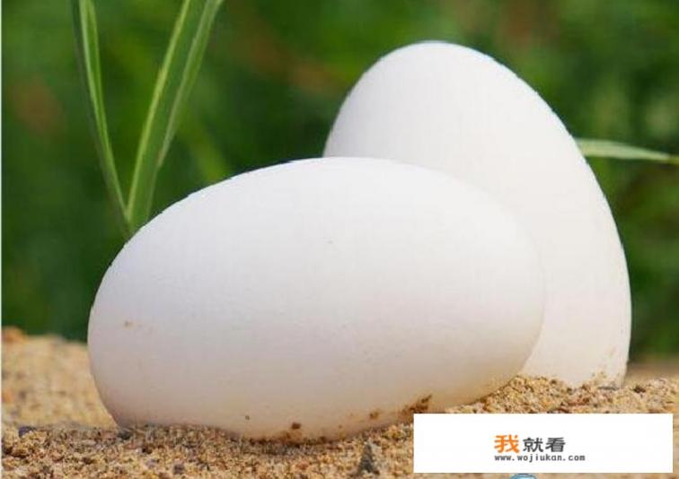 雁蛋和鸭蛋的区别图片对比？