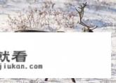 长白山冬天能旅游吗？