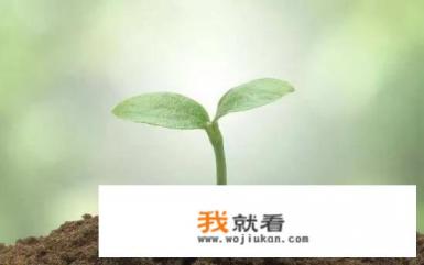 网上买课高三，应该是猿辅导还是作业帮还是有道精品课呢？