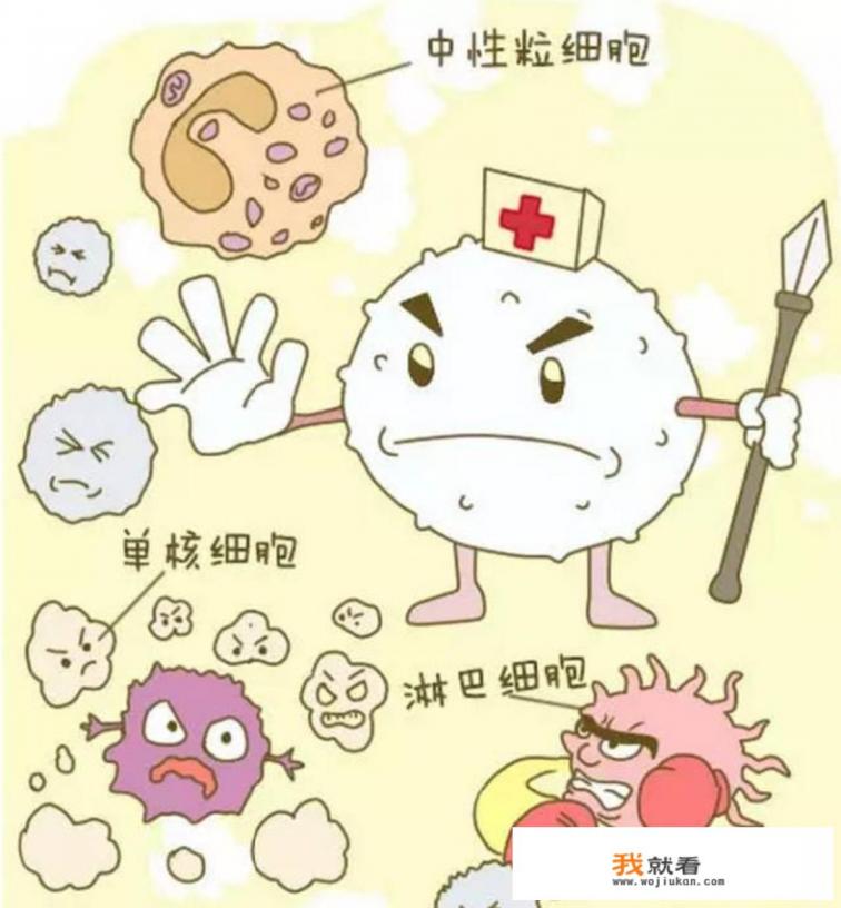 白细胞低会对人体有哪些影响？