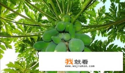 木瓜是水果吗？