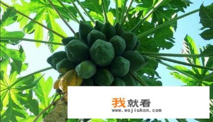 木瓜是水果吗？