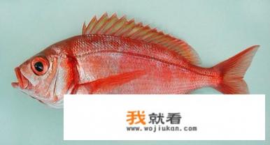海南市场上常见的海鱼及名称？