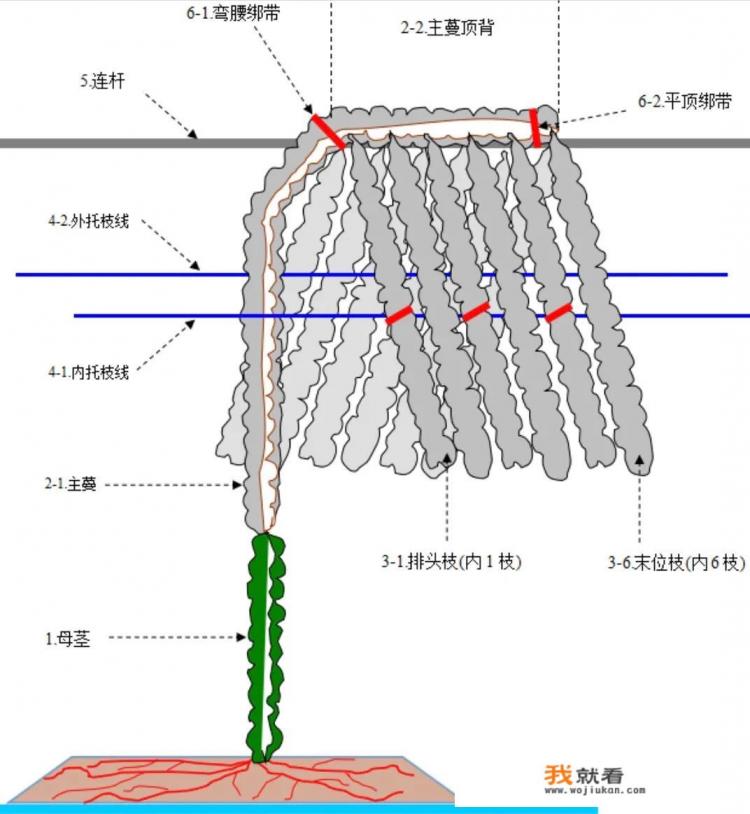 火龙果种植很简单，病虫害发生率又低，但如何搭架？