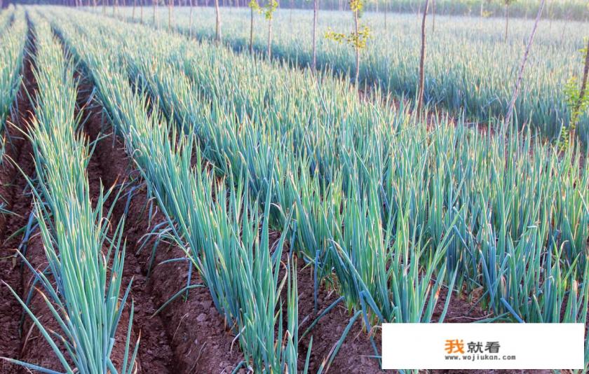 2021年大葱价格走势如何？种植前景如何？