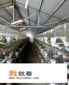 用鸽粪裁大棚要注意什么比如能种蔬菜吗？