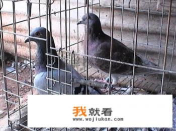 用鸽粪裁大棚要注意什么比如能种蔬菜吗？