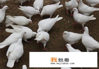 用鸽粪裁大棚要注意什么比如能种蔬菜吗？