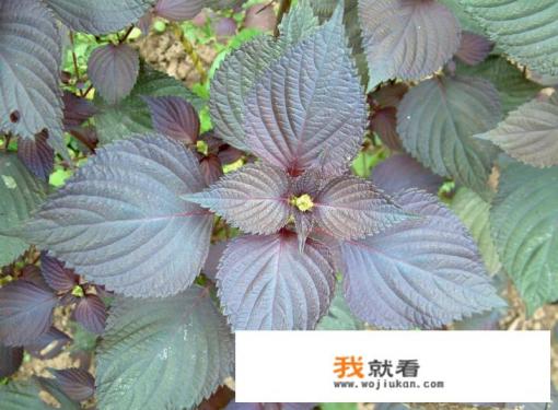 紫苏叶有什么作用？用紫苏叶做茶泡水喝能预防感冒么？